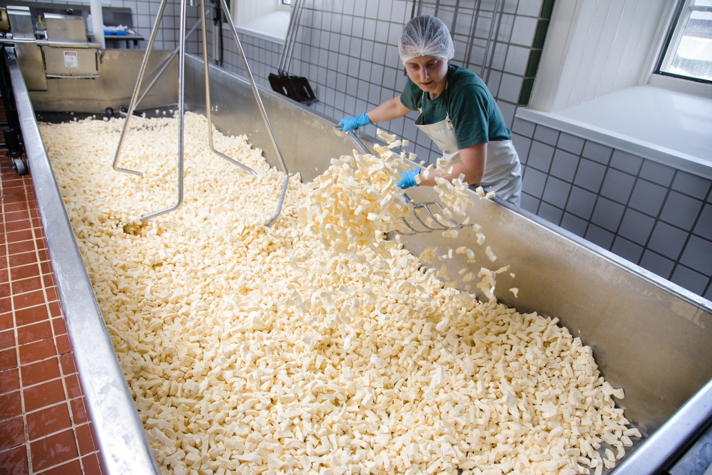 A cheesemaker stirs curds in a metal vat