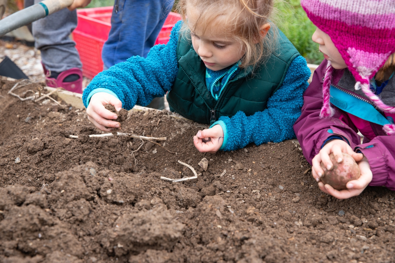 Two young children dig with their hands to harvest potatoes in a raised bed full of brown dirt