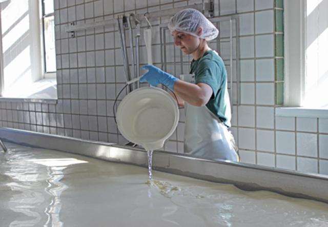 cheesemaker pouring rennet into milk inside cheese vat