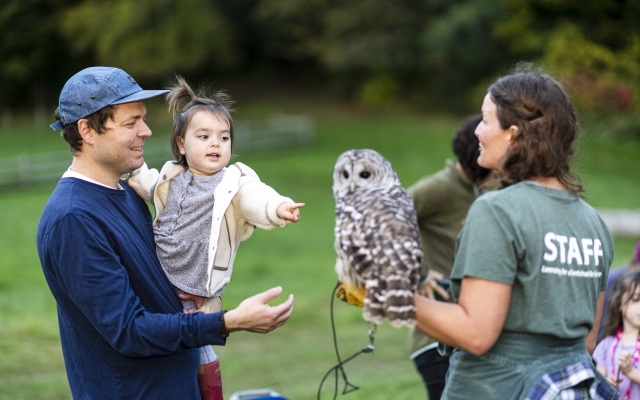 owl campfire
