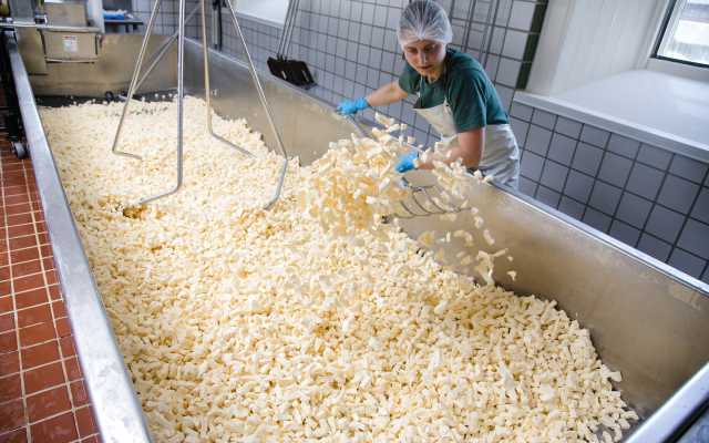A cheesemaker stirs curds in a metal vat