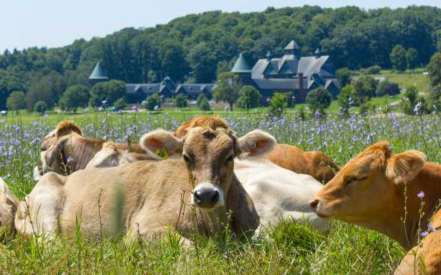 cows lay in a pasture