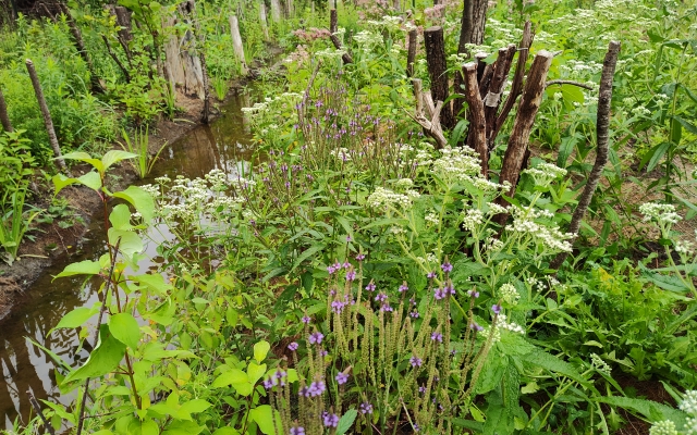 Riparian Buffer
