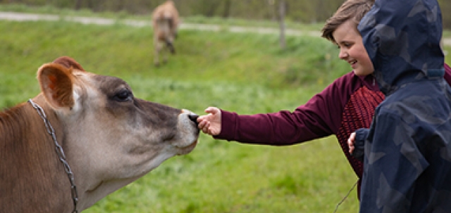 Two students smile while petting a dairy cow in a grassy field
