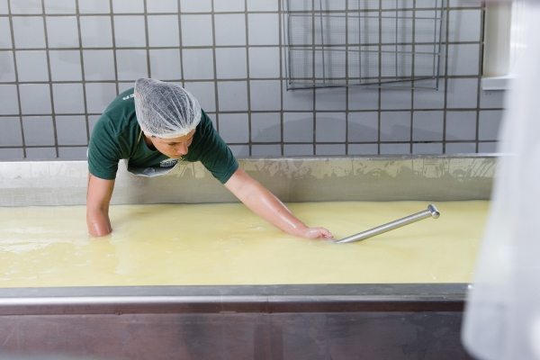A worker in a hairnet leans toward the cheesemaking vat while holding two hands beneath the surface and using a metal tool to push curds backward.