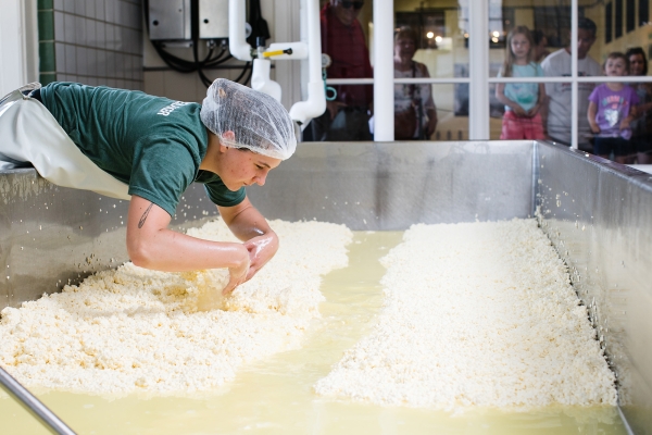 A worker in a hairnet leans into a cheesemaking vat, pulling cheese curds into a pack near one side of the vat. Another pack of curds sits on the opposite side.