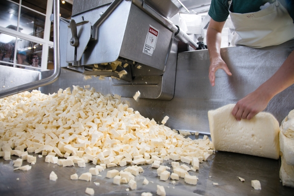 Small chunks of cheese fall out of a silvery milling machine into a large pile in a vat.
