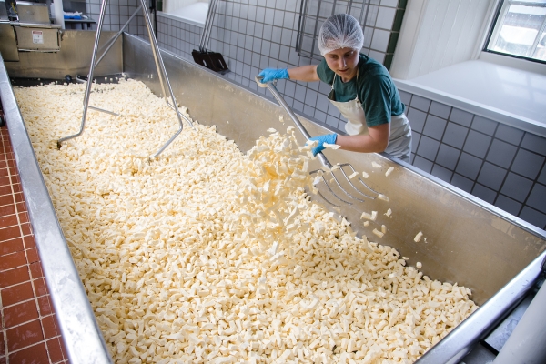 A worker in a hairnet uses a pitchfork-like tool to toss curd fingers around in a silvery vat.