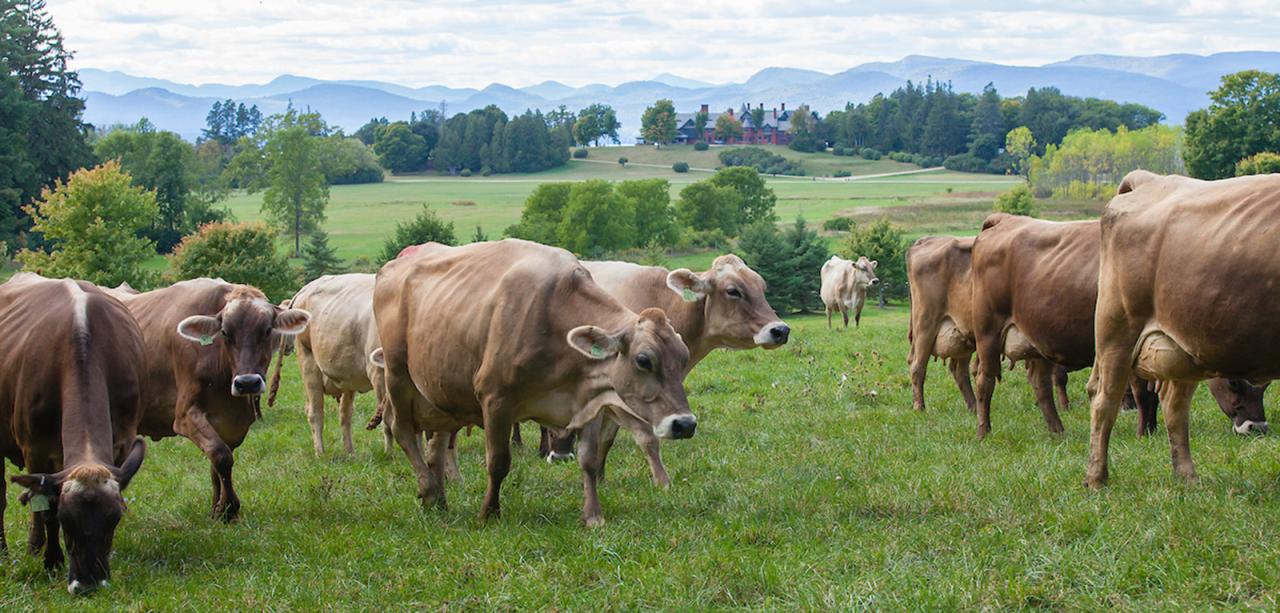 Brown Swiss cows on pasture