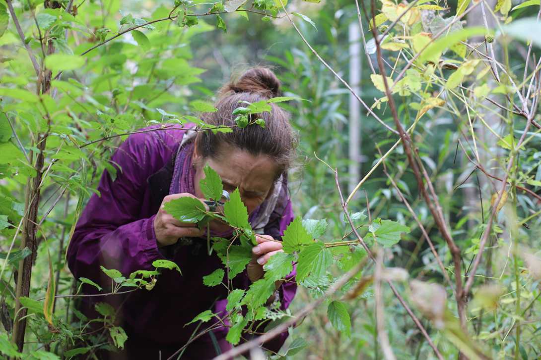 Woman in purple raincoat uses magnifying lens to inspect leaves in a brushy wetland.