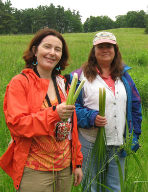 Harvesting young cattail root in our spring Wild Edibles program