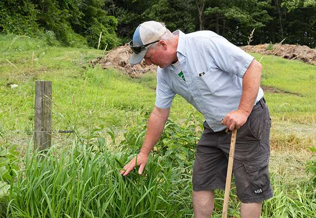 Man in baseball hat and shorts on edge of field inspecting tall grass