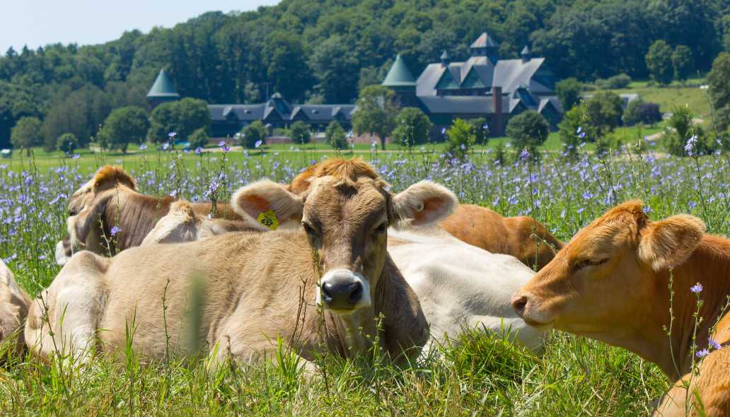 cows lay in a pasture
