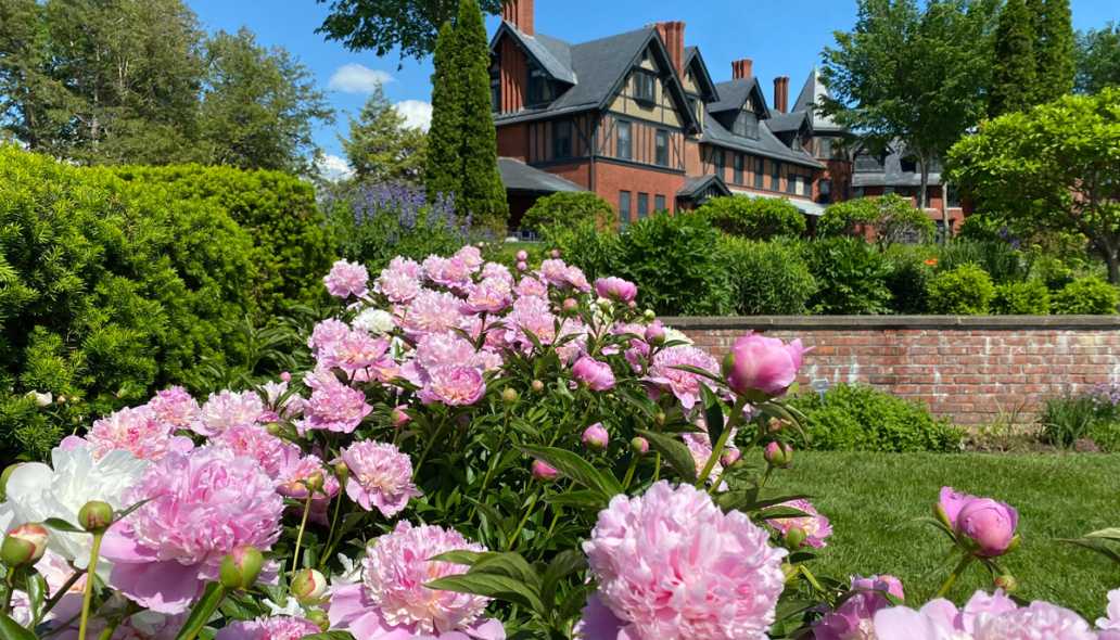 The Shelburne Farms Inn seen from the flower gardens, pink peonies in the foreground.